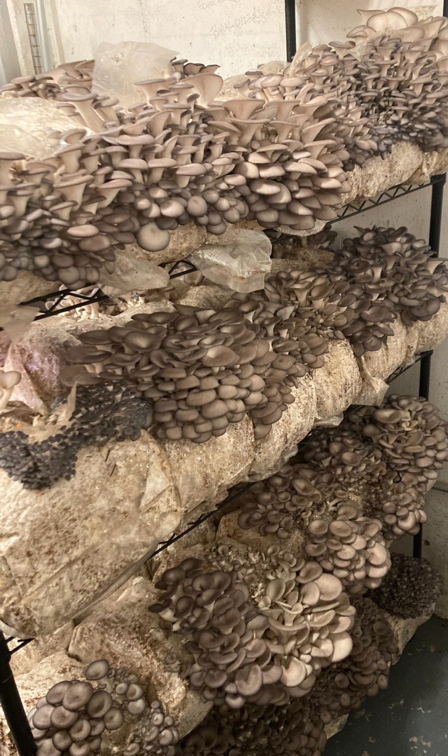 Blue Oyster mushroom fruiting blocks on grow room shelving
