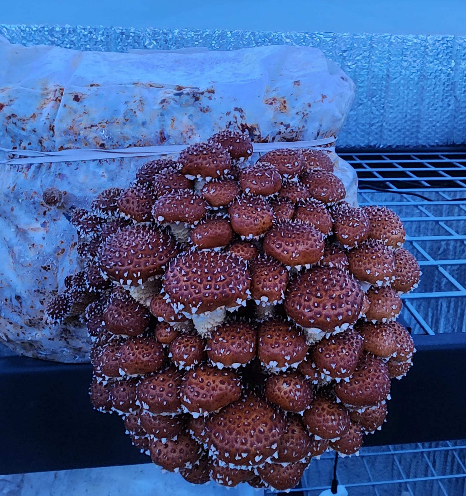 Chestnut Fruiting Block (Pholiota adiposa), 5 lb from Hoplite Farm
