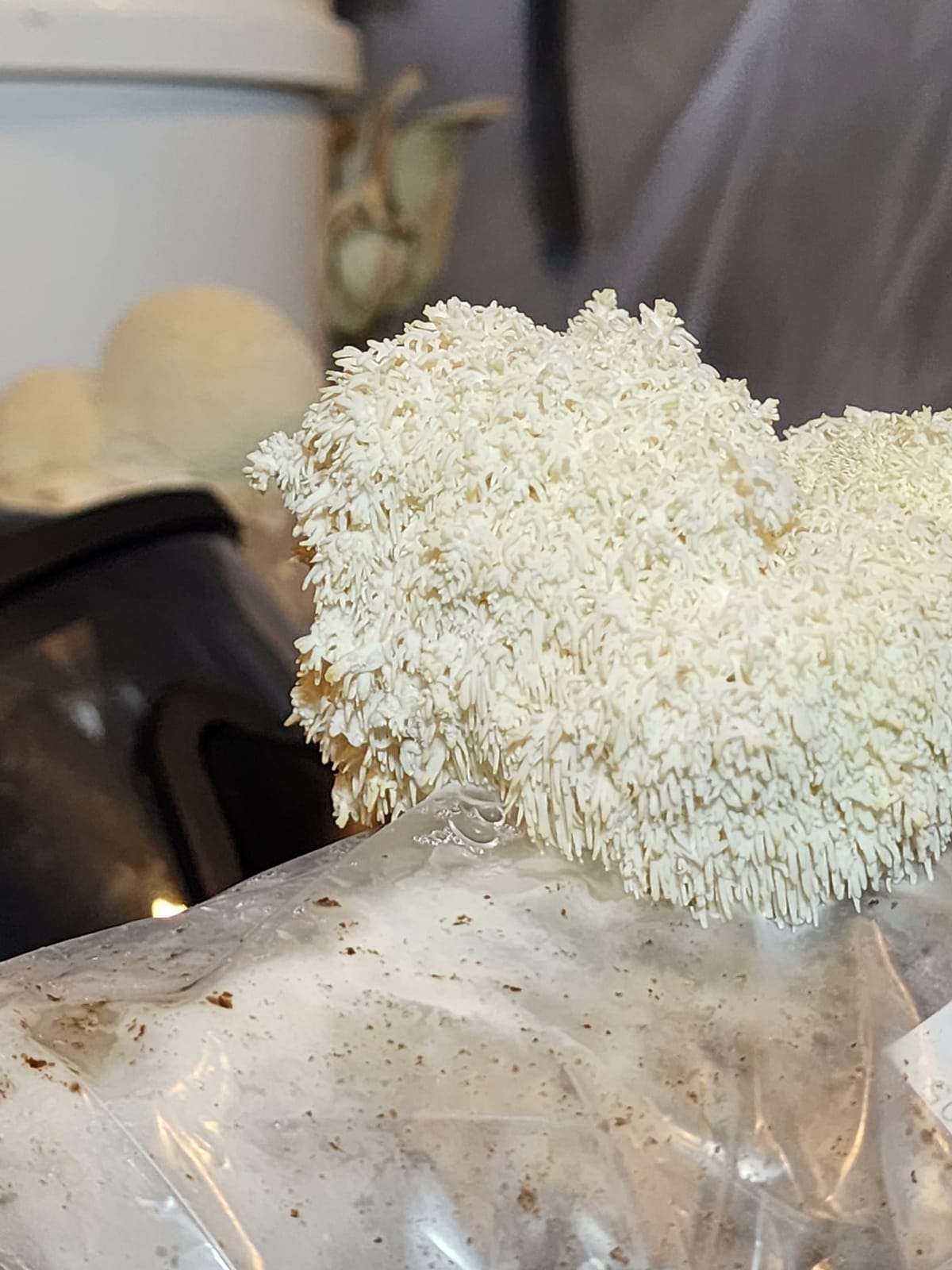 Lion's Mane Fruiting Block (Hericium erinaceus), 5 lb from Hoplite Farm